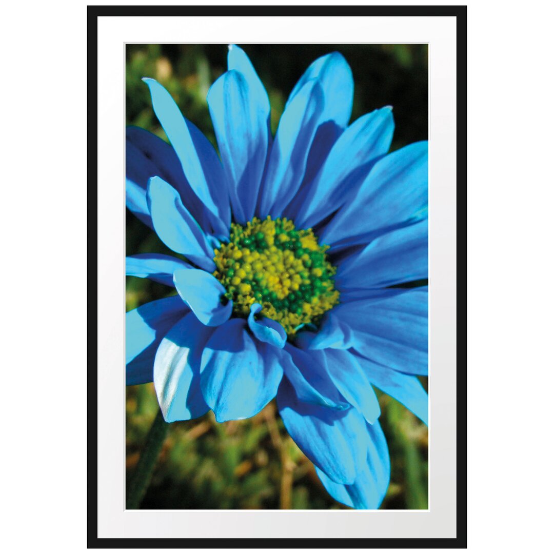 Gerahmtes Poster Schöne blaue Blüte