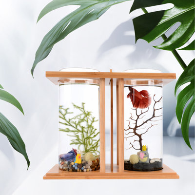 Mini aquarium Betta