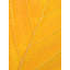 Autumn Leaf Print by Philippe Monthoux-65809704-132457349