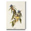 « Pl 138 Connecticut Warbler », reproduction d’art sur toile-1757754130