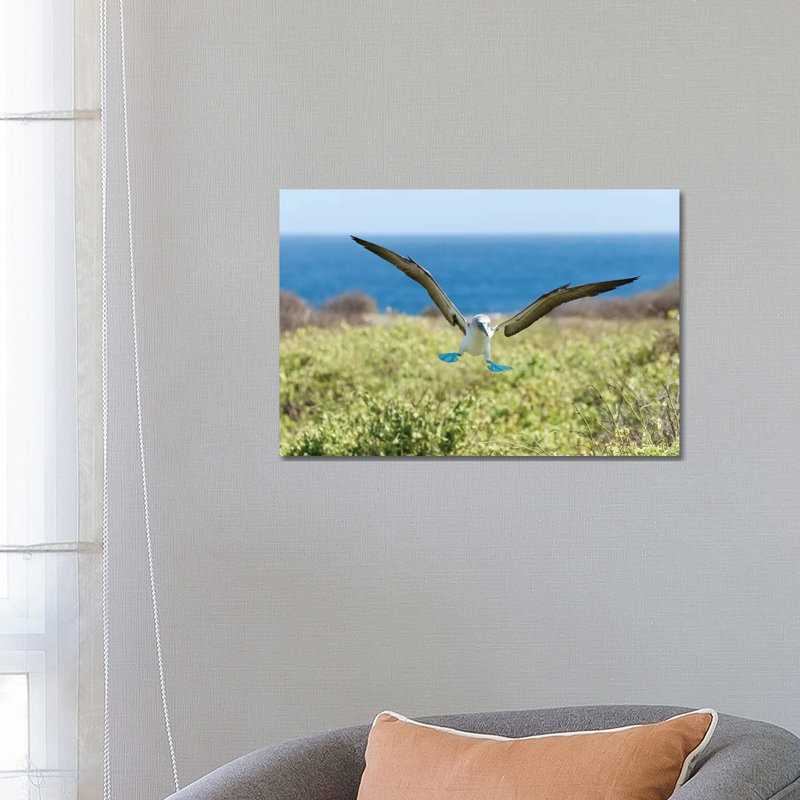 Blue-Footed Booby Landing, Galapagos Islands, Ecuador by Tui De Roy - Wrapped Canvas Print