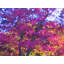 My Fall Fuchsia Print by Drew Gaffney-623022579