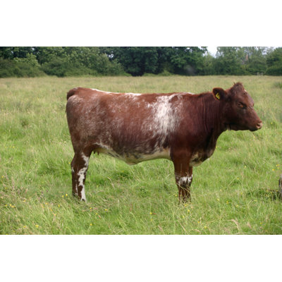 Shorthorn Cow par Johnatapw - photographie sur toile tendue