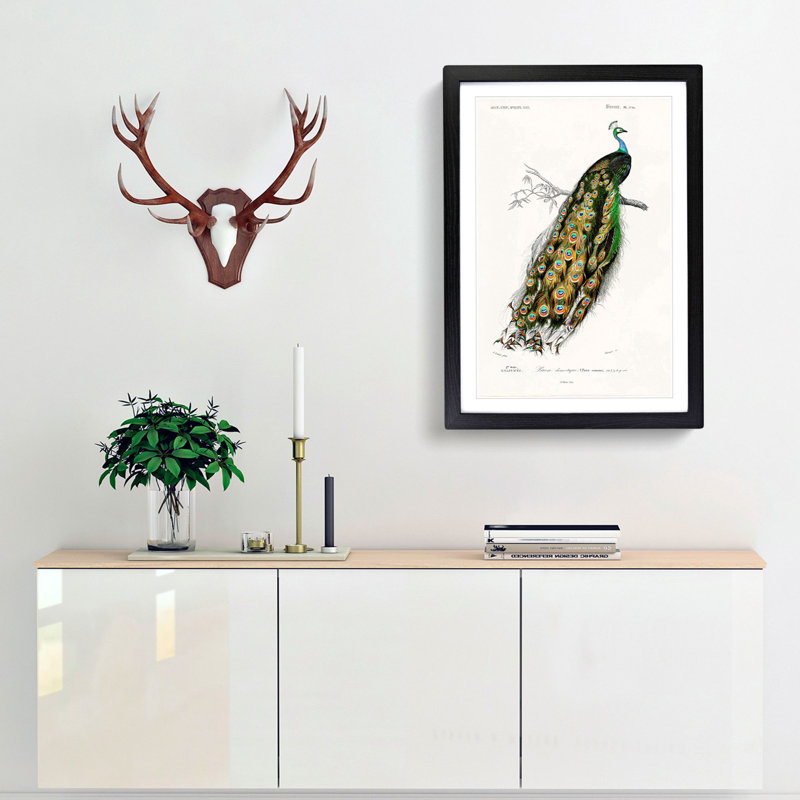 Indian Peacock by Charles D Orbigny - Framed Print, 91cm H x 60cm W x 2cm D, Black