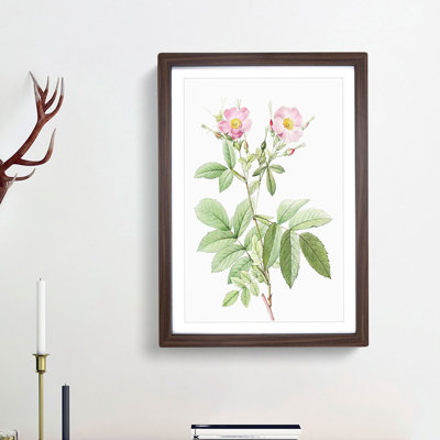 Alpine Rose In Pink by Pierre-Joseph Redoute - Single Picture Frame Painting
