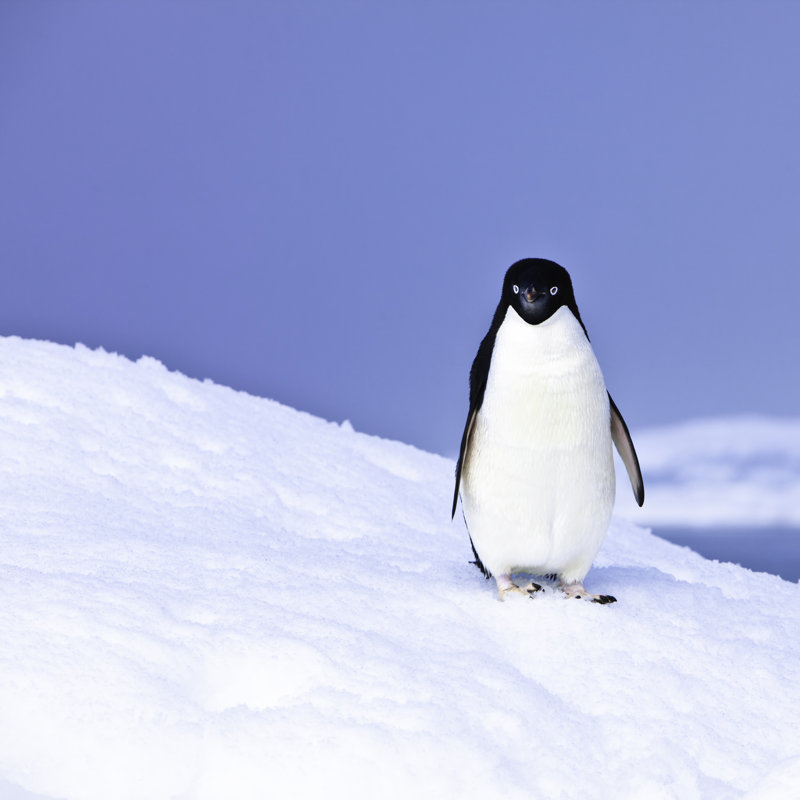 Manchot Adélie sur l'iceberg, île Paulet, Antarctique par Mof, H 20 po x l 20 po