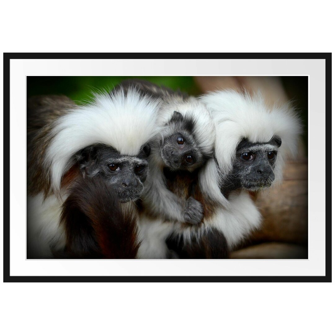 Gerahmtes Poster Kleine Lisztäffchen-Familie