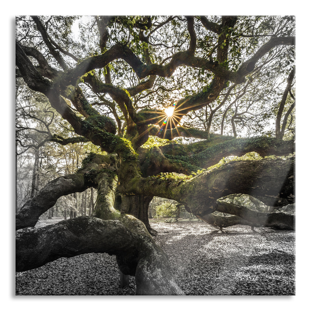 Glasbild Gigantischer verzweigter Baum