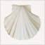 Sea Shell 5 Print-1287528375-1287528373