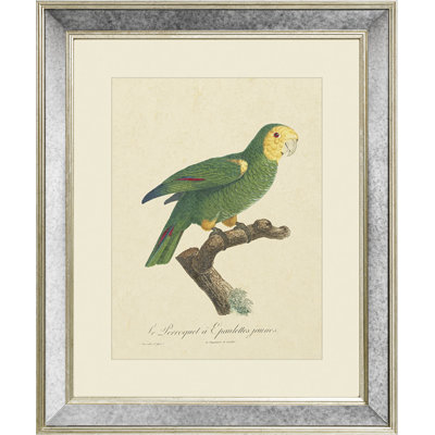 Tropical Bird III - Single Picture Frame Print on Canvas