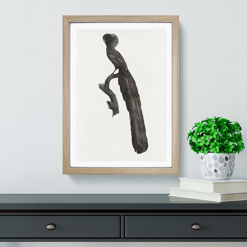 Magpie Bird of Paradise by Jacques Barraband - Picture Frame Art Print, 36cm H x 27cm W x 2cm D, Oak Framed