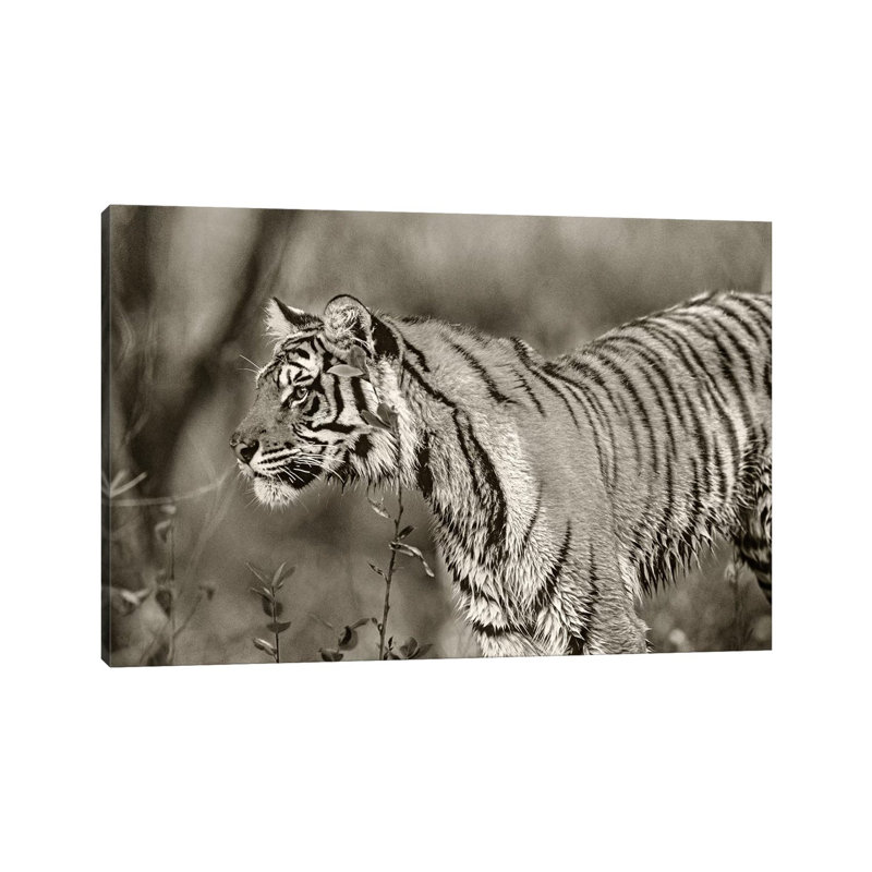 Siberian Tiger sub-adult, native to Russia 1 Piece Wall Art on Canvas, 45.72cm H x 66.04cm W