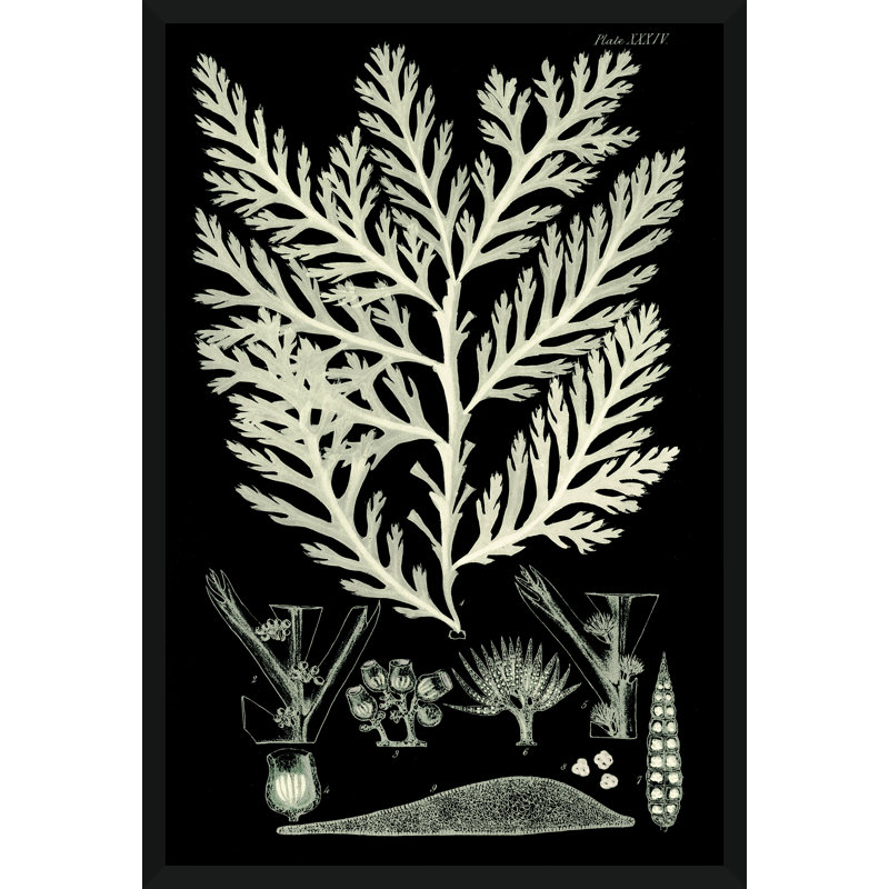 «Seaweed Diagram IV», impression encadrée sur papier