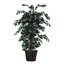 Faux Trees