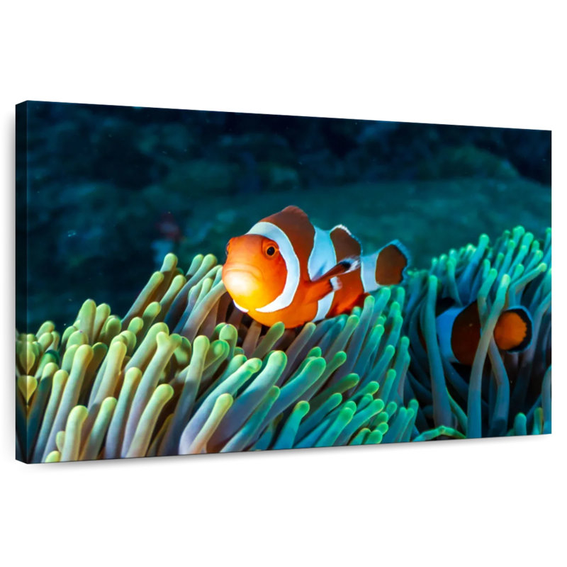 Brampt Frowning Clownfish, 26" H x 39" W