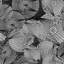 Fornasetti Circles 33' L x 20.5" W  Wallpaper Roll-80058212