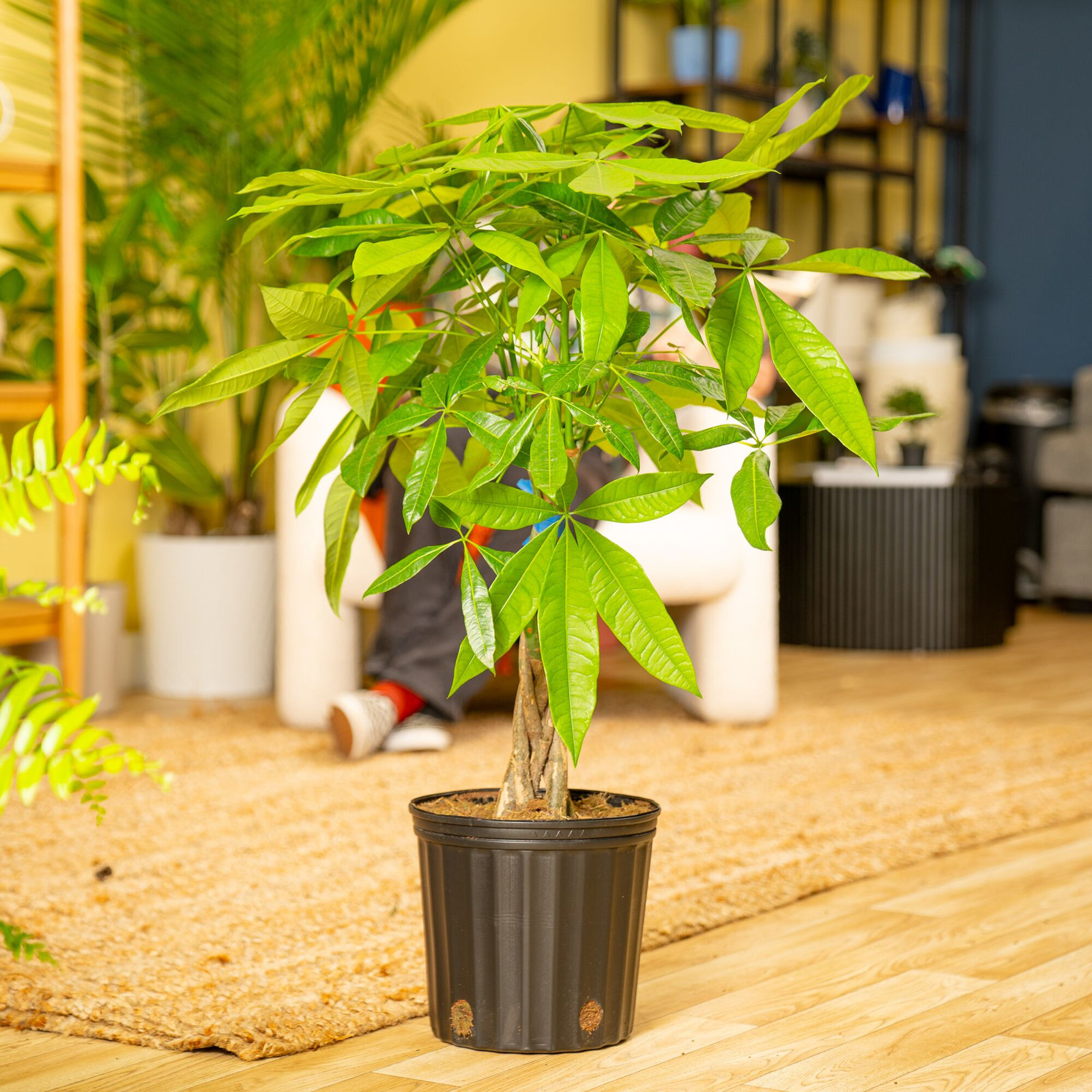 Costa Farms Pachira Aquatica Money Tree Plant