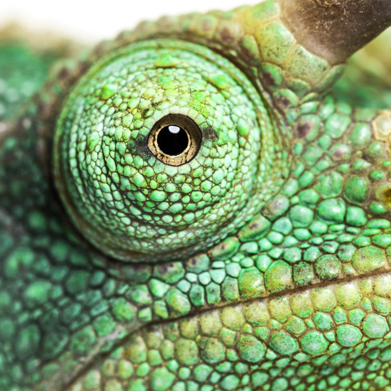 Jackson's Horned Chameleon by GlobalP - Wrapped Canvas Print, 30cm H x 30cm W
