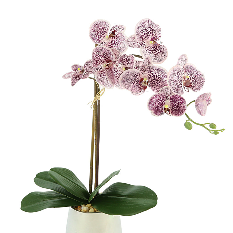 Orchid In A Silver Vase