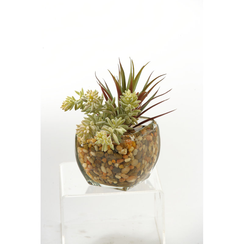 Cube en verre yucca succulent