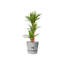 Greenville Planter-50010067-50010068