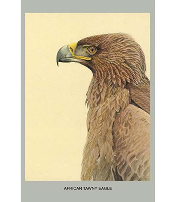 Aigle fauve africain-impression d’art graphique