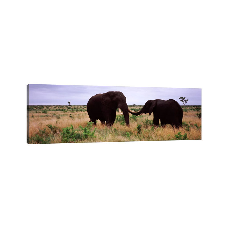 Two African Elephants (Loxodonta Africana) Socialize On The Savannah Plains - Wrapped Canvas Panoramic Print