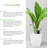 Pet Friendly American Plant Exchange Cast Iron Plant, Large Live Houseplant, 10-Inch Pot, Easy Care, Thrives on Neglect, Indoor & Outdoor Use