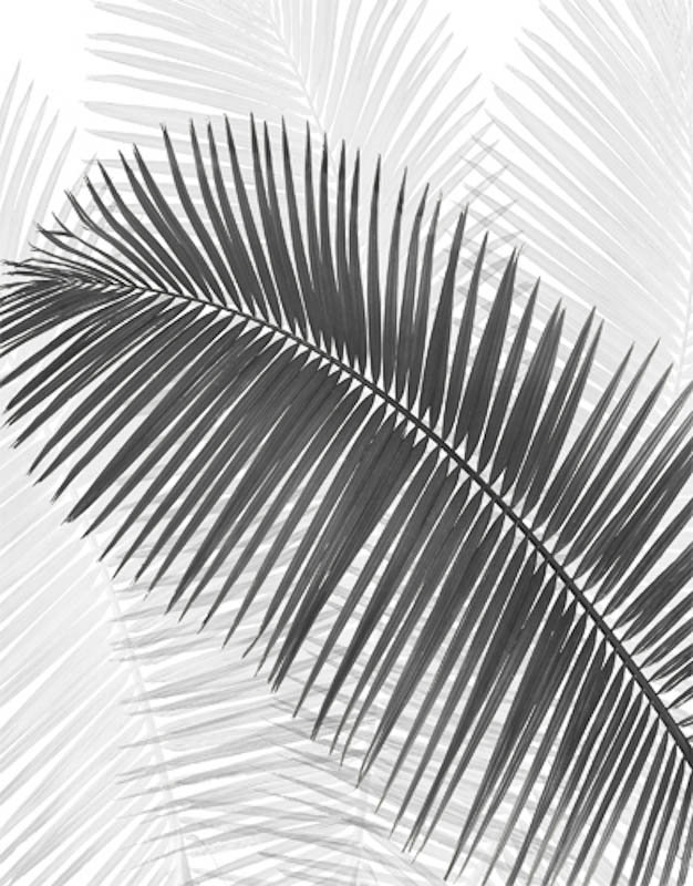 " Palm Frond " by Scott Menaul, 54" H x 36" W