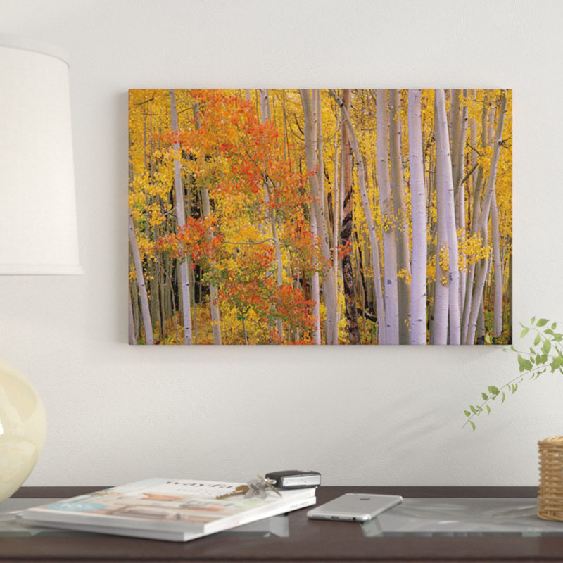 «Aspens at Independence Pass, Colorado» par Tim Fitzharris, reproduction de photo sur toile, H 12 po x l 18 po x P 1,5 po