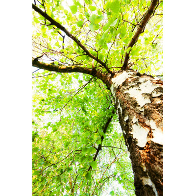 Leffler Birch - Wrapped Canvas Print