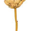 21,5 "brun clair Protea Stem 2 / Bag 21.5 plante-94734825