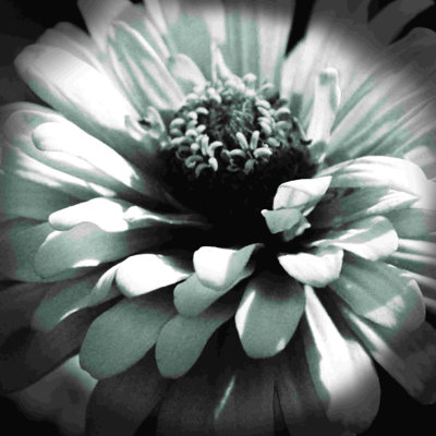" Black And White Flower 2 "