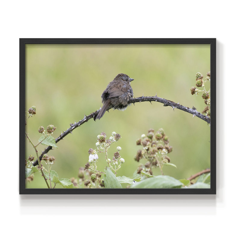 Resting Sparrow -Framed Print - Restickable, 11" H x 14" W, Black