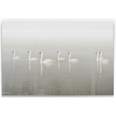 " Seven Swans "