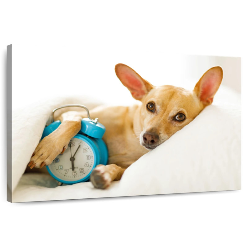 Brampt Dog Alarm, 26" H x 39" W