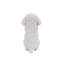 Chiot caniche jouant