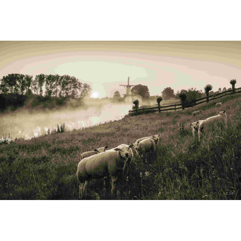 Moutons qui paissent, H 24 po x l 36 po, Non, Cadre flottant noir