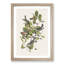 Black-Poll Warbler Birds by John James Audubon - Picture Frame Art Print-55512591-55512589