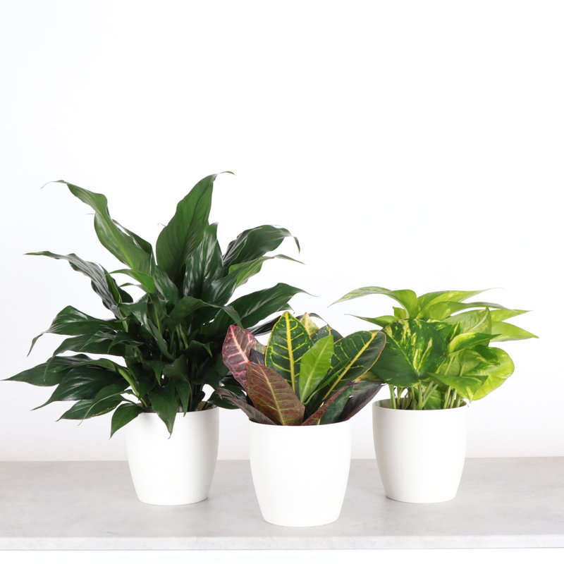 Plant in Pot, White