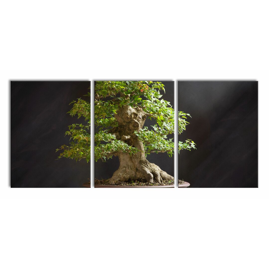 3-tlg. Leinwandbilder-Set Small Bonsai Tree