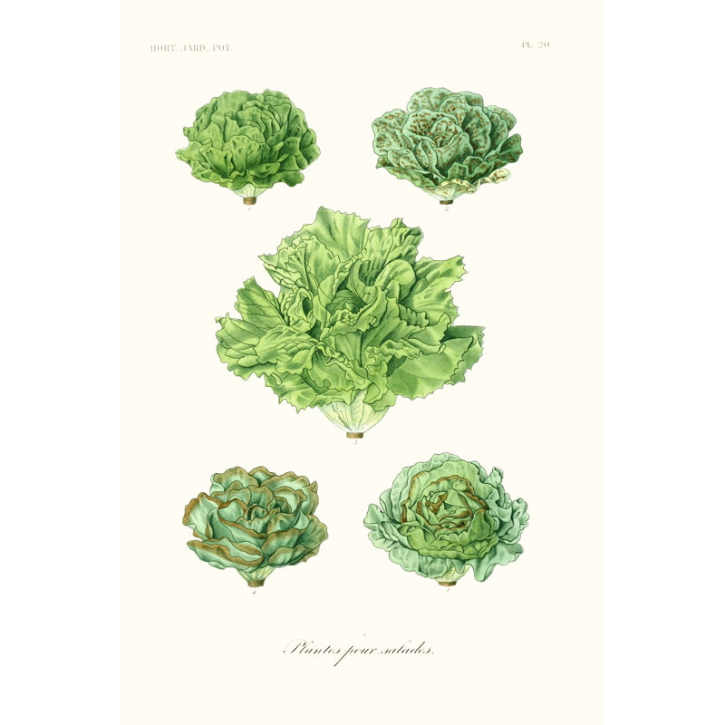 Fruit & Vegetable Varieties VII - Wrapped Canvas Painting, 122cm H x 81cm W x 3.8cm D