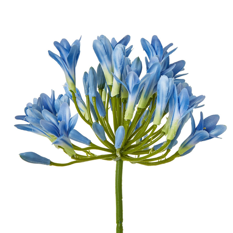 Anastasija Arrangement, Blue