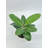 Ficus Audrey