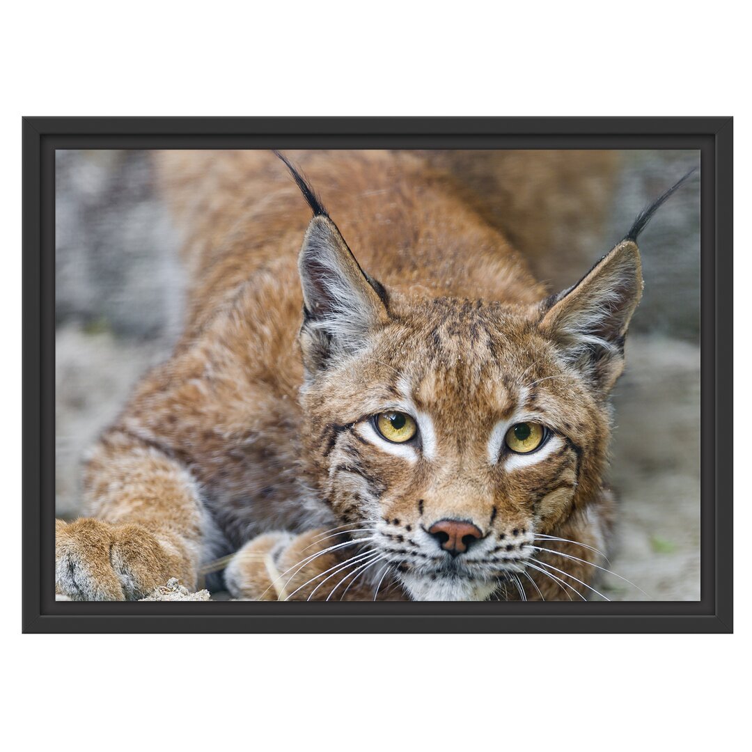 Gerahmtes Wandbild wachsamer Luchs