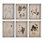 Gallery Framed Dried Botanical Prints - Set of 6