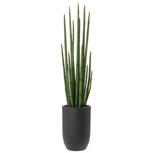 55,5 plante