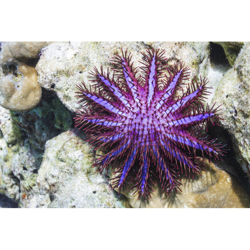 Couronne d'étoiles de mer - photographie sur toile tendue, H 32 po x l 48 po