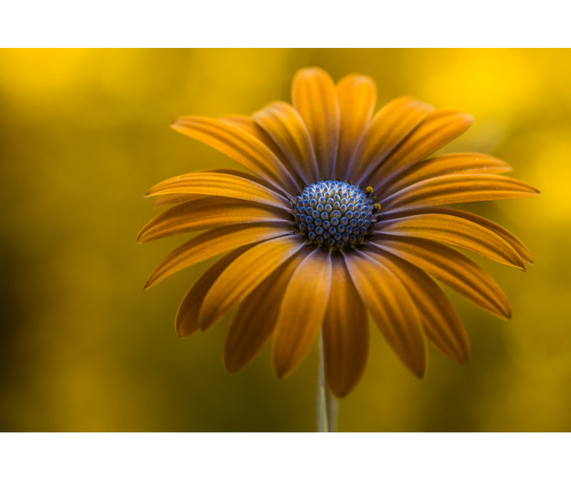 Wrapped Canvas Print, 81.28 cm H x 121.92 cm W