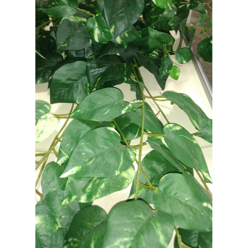 Lierre plante suspendue
